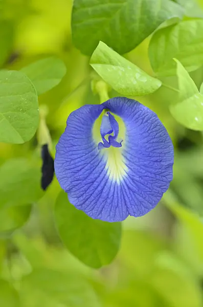 535194 - Pois bleu (Clitoria ternatea)