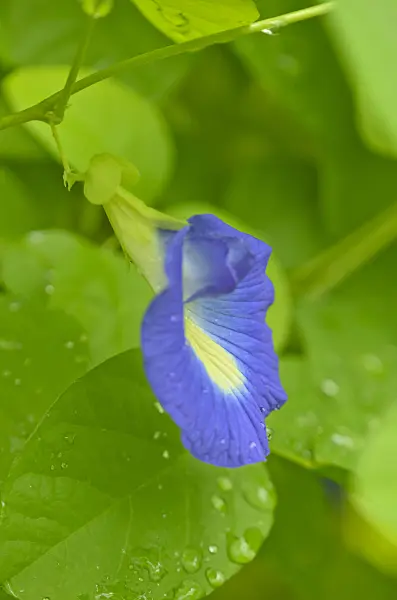 572020 - Pois bleu (Clitoria ternatea)