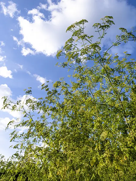 427176 - Poison hemlock (Conium maculatum)