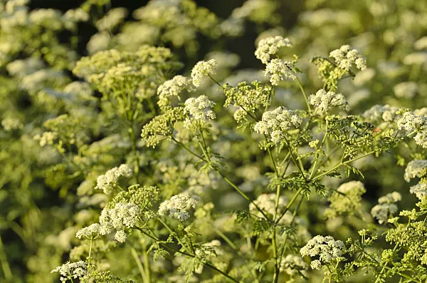 497368 - Poison hemlock (Conium maculatum)