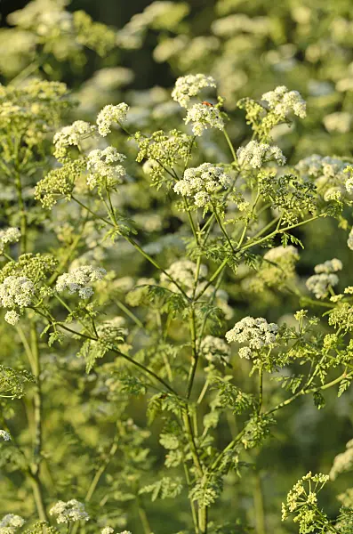 497369 - Poison hemlock (Conium maculatum)