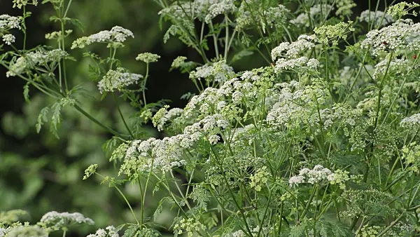 509226 - Poison hemlock (Conium maculatum)
