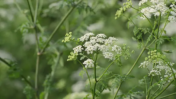 509227 - Poison hemlock (Conium maculatum)