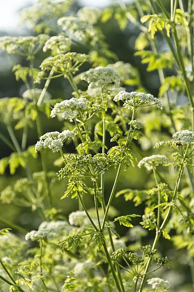 509229 - Poison hemlock (Conium maculatum)