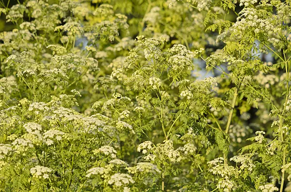 534179 - Poison hemlock (Conium maculatum)