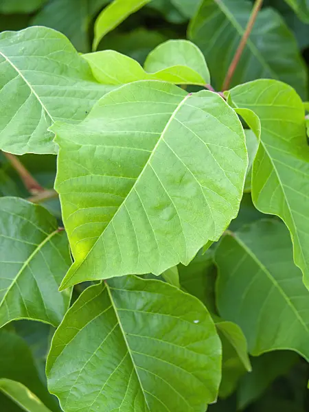 439304 - Poison ivy (Rhus toxicodendron syn. Toxicodendron radicans)