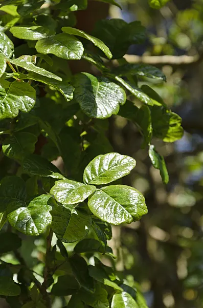 508507 - Poison oak (Rhus diversiloba syn. Toxicodendron diversilobum)