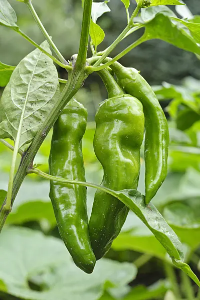 474249 - Poivron (Capsicum)