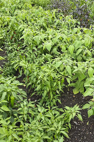 487256 - Poivron (Capsicum)