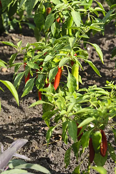 487275 - Poivron (Capsicum)
