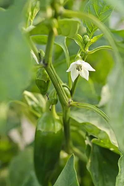 476063 - Poivron (Capsicum annuum 'Palladio')