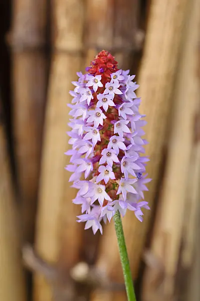 476235 - Poker primrose (Primula vialii)