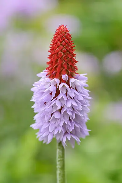 486100 - Poker primrose (Primula vialii)