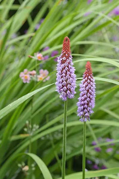 486101 - Poker primrose (Primula vialii)