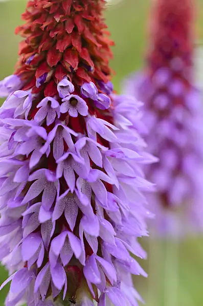 509002 - Poker primrose (Primula vialii)