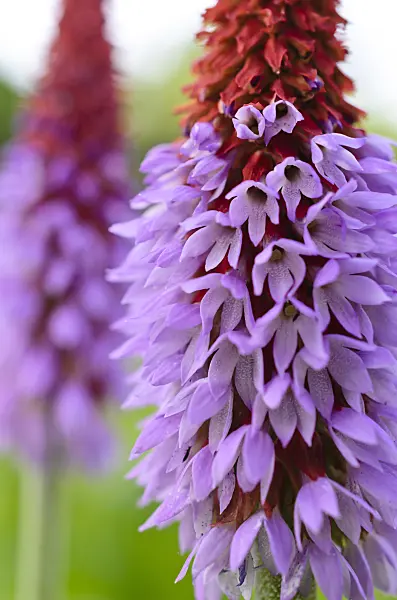 509003 - Poker primrose (Primula vialii)