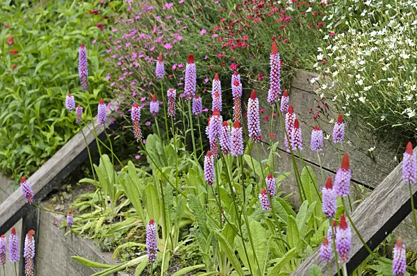 521336 - Poker primrose (Primula vialii)