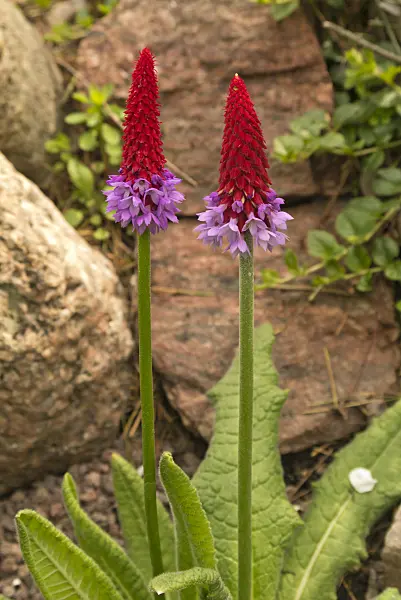 545067 - Poker primrose (Primula vialii)