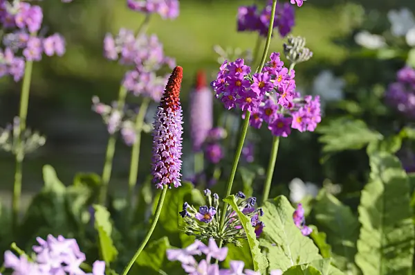 497228 - Poker primrose (Primula vialii) and candelabra primrose (Primula beesiana)
