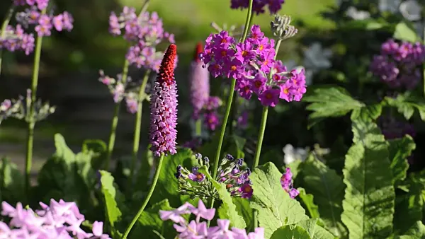 497251 - Poker primrose (Primula vialii) and candelabra primrose (Primula beesiana)
