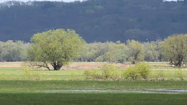 507143 - Polder meadow in spring, Lower Oder Valley National Park, Germany