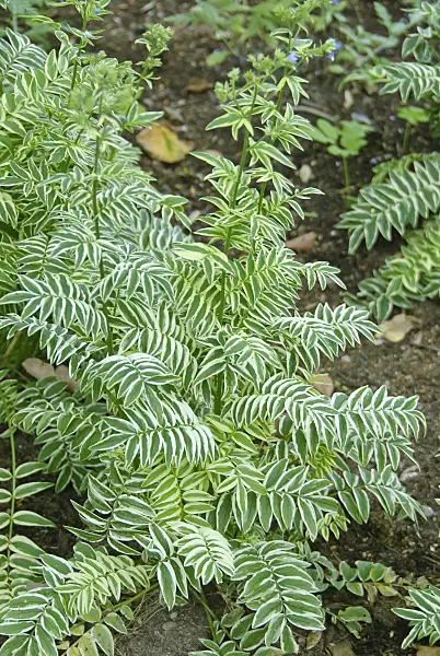 502317 - Polémoine bleue (Polemonium caeruleum 'Brise d'Anjou')