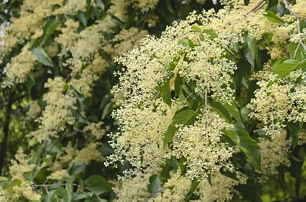 597033 - Poliothyrsis sinensis