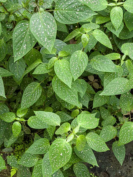 427027 - Polka dot plant (Hypoestes phyllostachya)