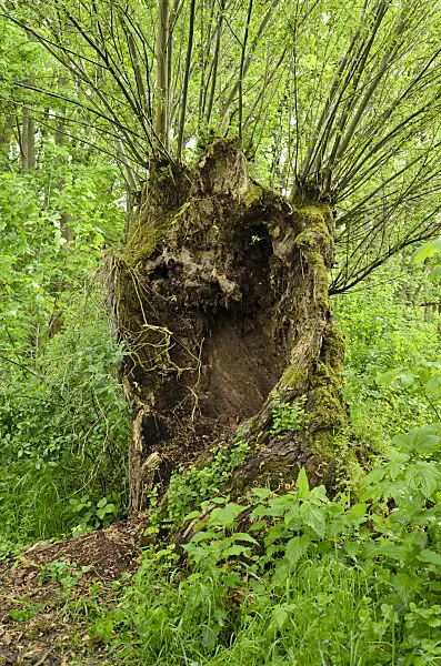 508042 - Pollarded willow (Salix)