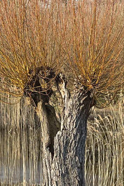 518099 - Pollarded willow (Salix)