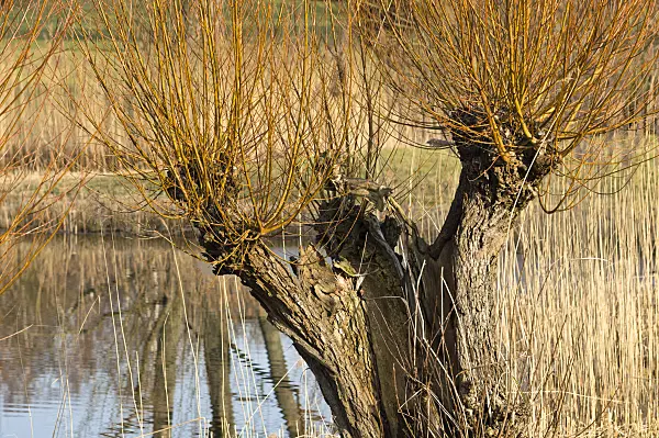 518100 - Pollarded willow (Salix)