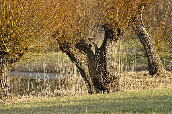 518101 - Pollarded willow (Salix)