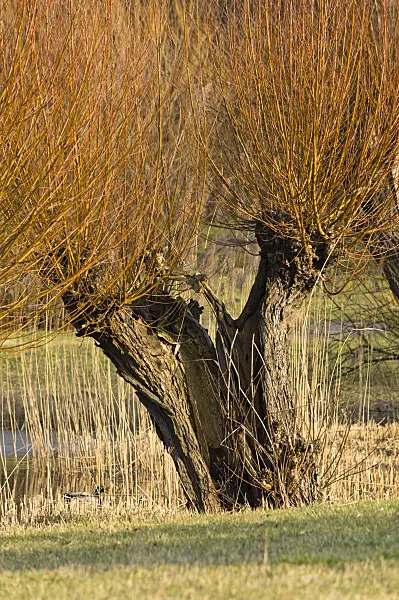 518102 - Pollarded willow (Salix)