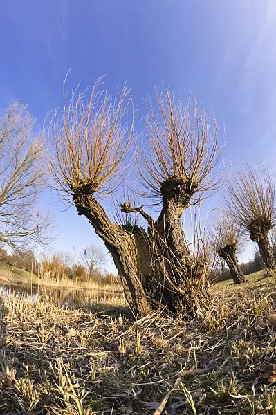 518103 - Pollarded willow (Salix)