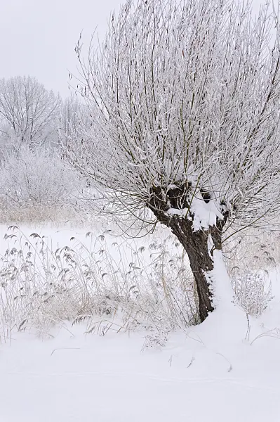 491078 - Pollarded willow (Salix) and common reed (Phragmites australis) at a wintry pond