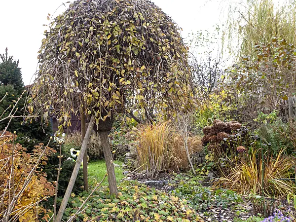 478074 - Pollarded willow (Salix) in an autumnal garden