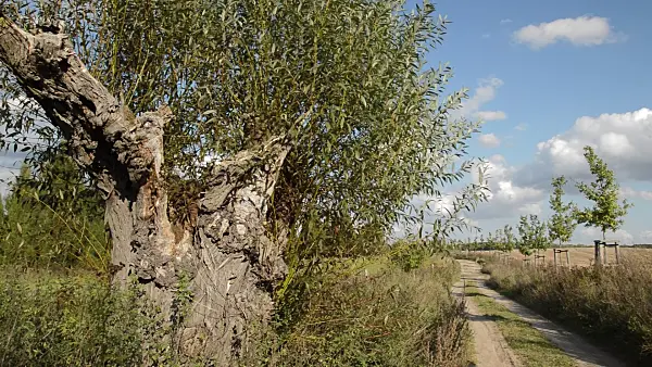 512090 - Pollarded willow (Salix), Märkische Schweiz, Brandenburg, Germany