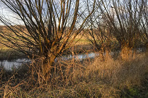 526038 - Pollarded willows (Salix)