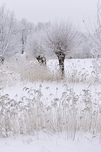 491074 - Pollarded willows (Salix) and common reed (Phragmites australis) at a wintry pond