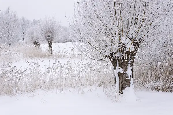 491075 - Pollarded willows (Salix) and common reed (Phragmites australis) at a wintry pond