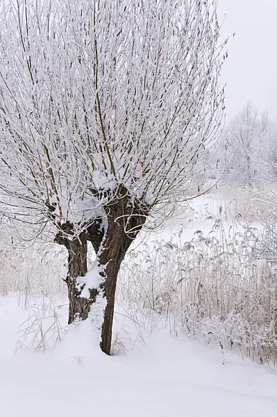 491076 - Pollarded willows (Salix) and common reed (Phragmites australis) at a wintry pond