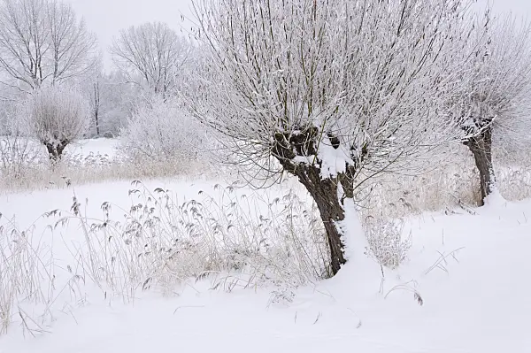 491077 - Pollarded willows (Salix) and common reed (Phragmites australis) at a wintry pond