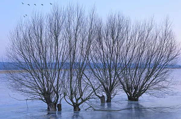 578015 - Pollarded willows (Salix) on a flooded and frozen polder meadow, Lower Oder Valley National Park, Germany