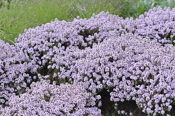 472242 - Polsterthymian (Thymus doerfleri 'Bressingham Seedling')