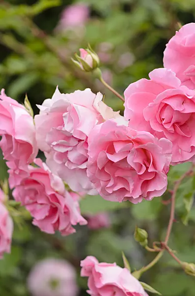 521227 - Polyantha rose (Rosa Nathalie)