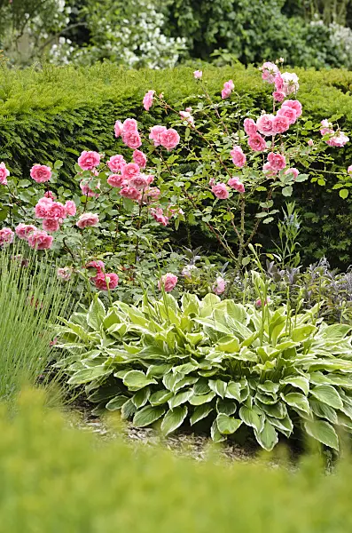 521225 - Polyantha rose (Rosa Nathalie) and plantain lily (Hosta)
