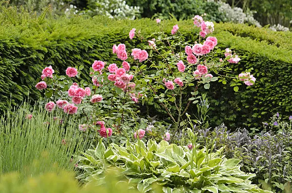 521226 - Polyantha rose (Rosa Nathalie) and plantain lily (Hosta)