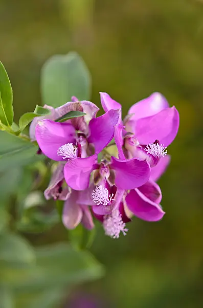 553063 - Polygale à feuilles de myrthe (Polygala myrtifolia)