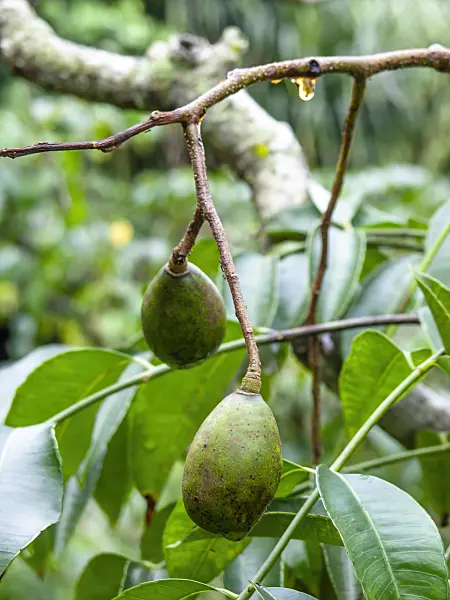 434078 - Polynesian plum (Spondias cytherea)