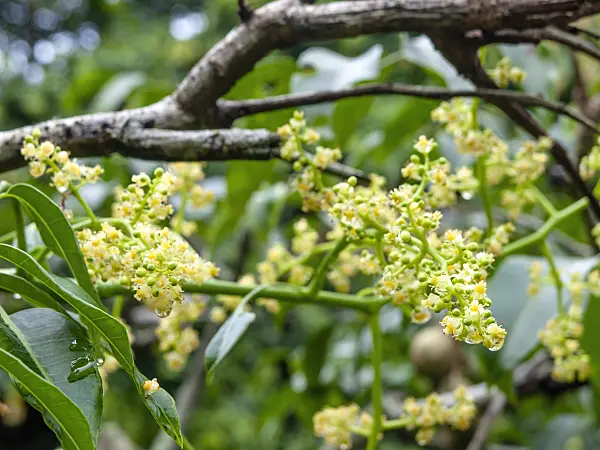 434079 - Polynesian plum (Spondias cytherea)